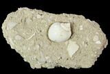 Eocene Fossil Gastropod (Globularia) - Damery, France #103855-1